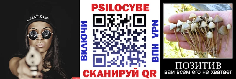 Купить  Сунжа  Псилоцибиновые грибы Magic Shrooms 